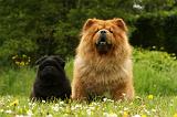 CHOW CHOW 529